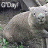 Wombat