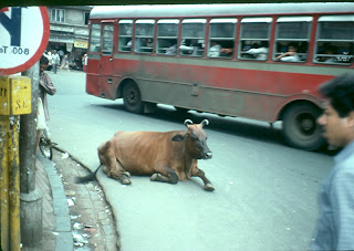 urban_cow_mumbai_india.jpg
