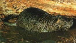 nutria-usgs.jpg