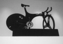 lotus1.gif