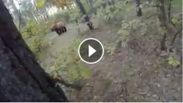 Bear.jpg