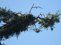 osprey nesting.jpg