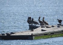 gulls pelicans cormorrant.jpg