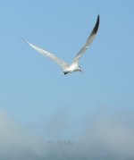 a tern for the worse.jpg