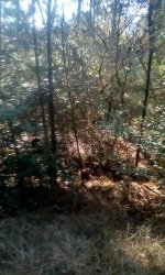 treesinarea.jpg