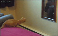 catwarp.gif