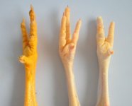 chicken_feet.jpg chicken_feet.jpg