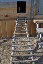 chicken_ladder.jpg chicken_ladder.jpg