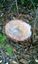 IMG_20170315_190306.jpg