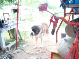 dsc06335.jpg