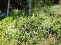 foxglove in hues.jpg