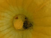 Cucumber Beetles.jpg