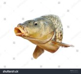 stock-photo-fish-carp-head-with-open-mouth-242833612_800w.jpg