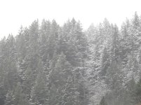snowed trees.jpg