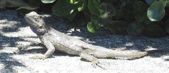 lizard sunning.jpg