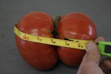Tomato2.jpg