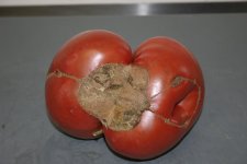 Tomato3.jpg