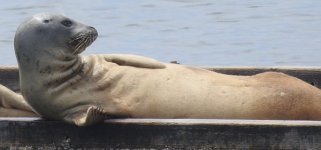 harbor seal in profile.jpg