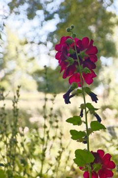 40_IMG_5169.jpg