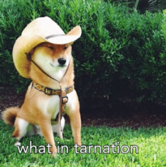 what in tarnation doge.png