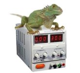 lizard on power supply.jpg