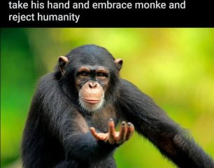 embrace monke.webp - IrfanView.jpg