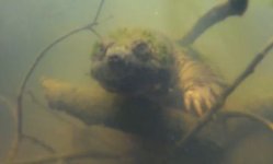 Snapping Turtle.jpg