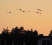 pelicans.jpg
