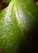 beetle mites damage.jpg