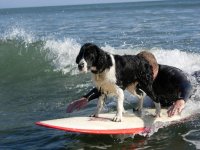 Surf Dog.jpg