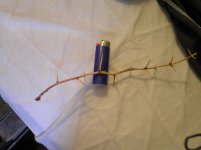 Typical mesquite thorns.jpg