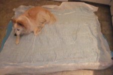 bedfoam2.JPG bedfoam2.JPG