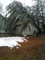 tree.jpg