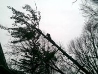 tree.2.jpg