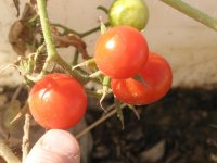 IMG_0830.jpg