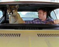 ricky-bobby-cougar.jpg