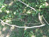 IMG_1339.jpg