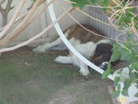 IMG_1326.jpg