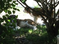 IMG_1716.jpg