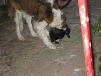 IMG_1776.jpg