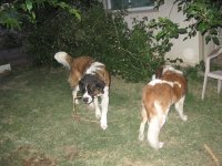 IMG_1781.jpg