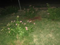 IMG_2128.jpg