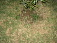 IMG_2131.jpg