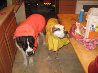 IMG_2152.jpg