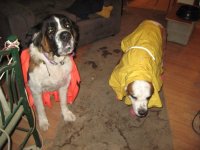 IMG_2153.jpg