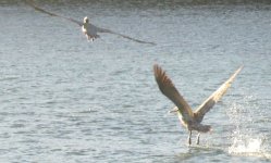 pelican takeoff.jpg