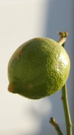 when life feeds you limes.jpg