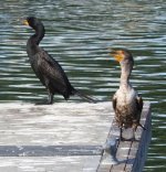 cormorant pair.jpg