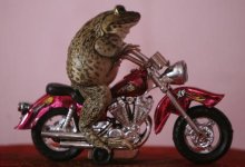 frog-bike.jpg