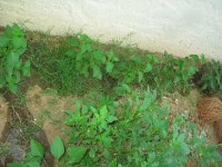 IMG_2538.JPG